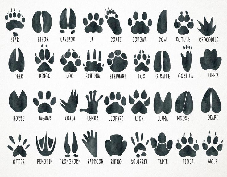 Illustrated chart of 32 animal footprints with labeled names including bear, dog, elephant, tiger, and wolf.