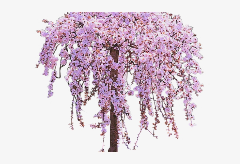 Weeping Cherry Tree - Elegant Pink Blossoms in Full Bloom