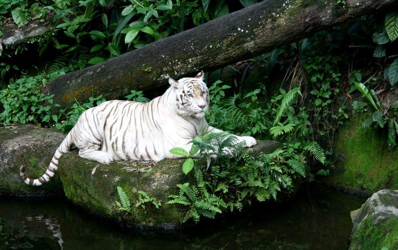 A white tiger rests on a mossy rock beside water, surrounded by lush green foliage and a fallen log.