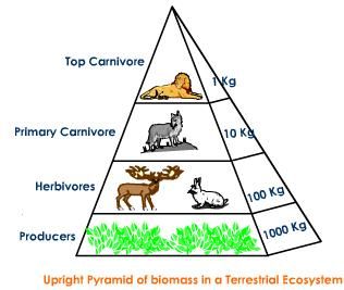 Upright pyramid of biomass in a terrestrial ecosystem showing producers, herbivores, primary carnivores, and top carnivores with mass values.