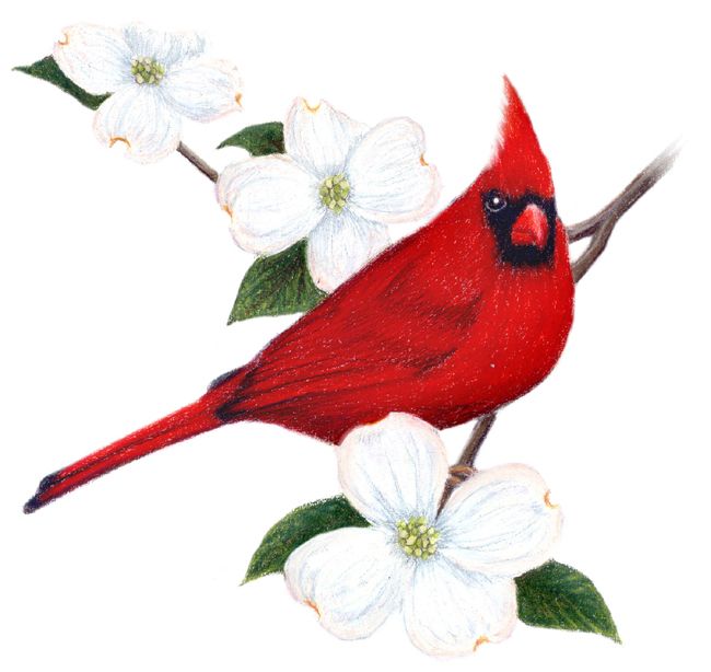 Northern Cardinal with Dogwood Blossoms - Nature Illustration