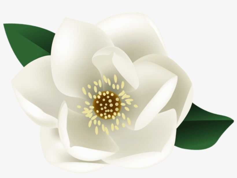 White magnolia flower with green leaves, detailed petals and yellow stamens on transparent background.