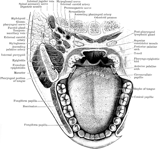 Detailed anatomical illustration of the human oral cavity and pharynx with labeled structures including tongue, teeth, salivary glands, and nerves.