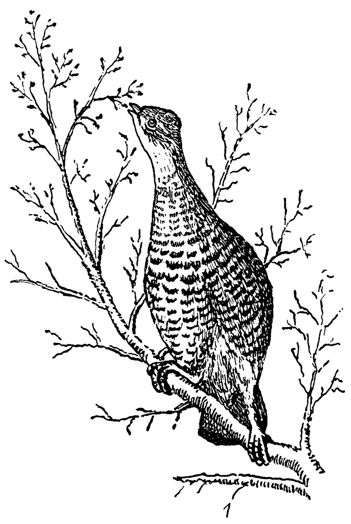 A detailed black-and-white line drawing of a perched bird with mottled plumage, gripping a bare branch among twigs.