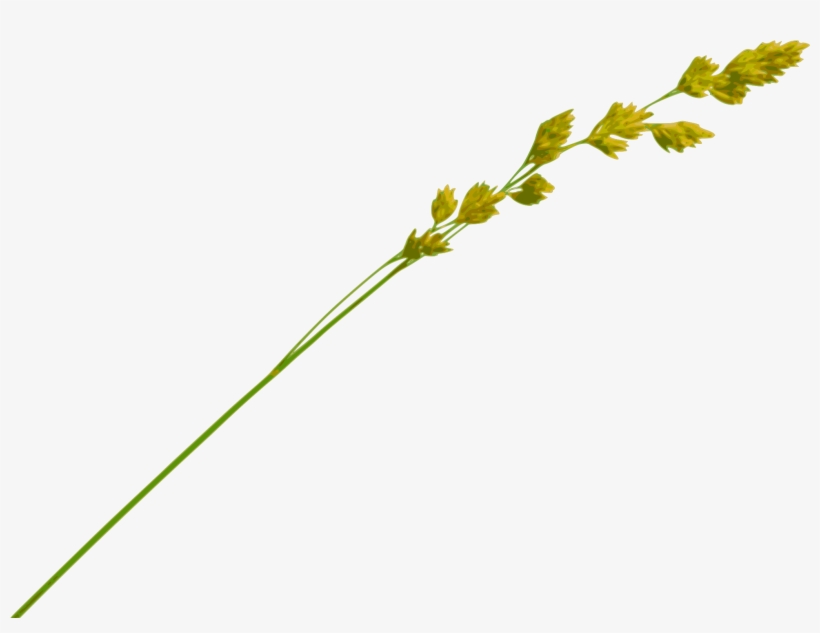 Yellow Meadow Grass Inflorescence - Botanical Detail Image