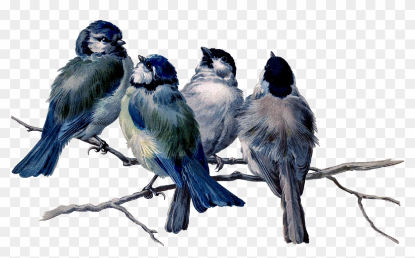 Four blue and gray titmice perched on a bare branch, illustrated in vintage naturalist style.