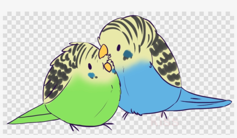 Two illustrated budgerigars nuzzling affectionately-one green, one blue-with striped heads and orange beaks on transparent background.