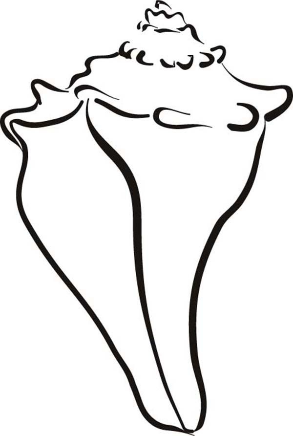 Conch Shell Line Art Illustration - Free Download & Usage