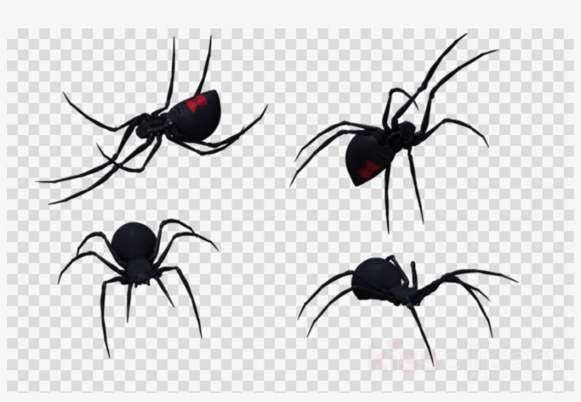 Black Widow Spider Images - High-Quality Transparent PNGs for Education & Design