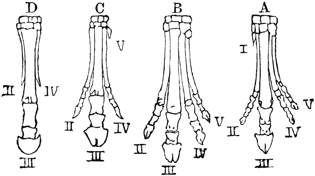 Comparative anatomical diagrams of four bird foot types (A-D), labeled with digit numbers II-V, illustrating structural adaptations.