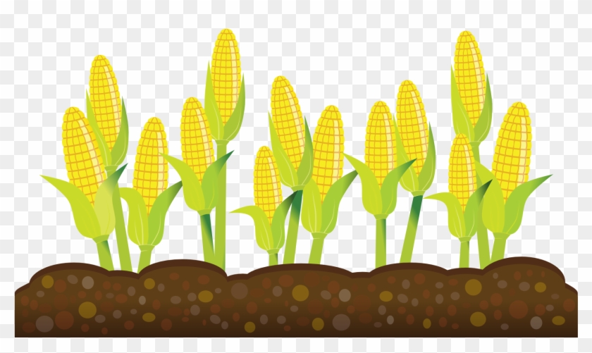 Corn Crop Illustration - Vibrant Agricultural Graphic for Farming Content