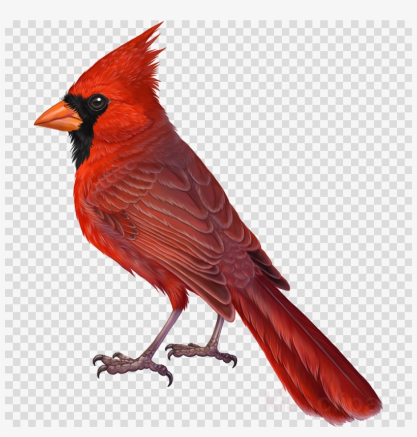 Vibrant red male Northern Cardinal with black facial mask, orange beak, and prominent crest, standing in profile on transparent background.