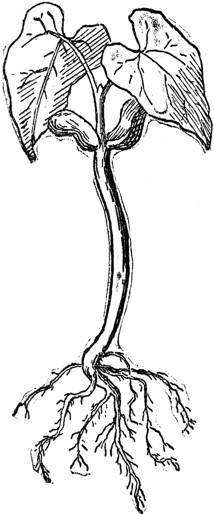 Line drawing of a young dicot seedling showing cotyledons, hypocotyl, and developing root system.