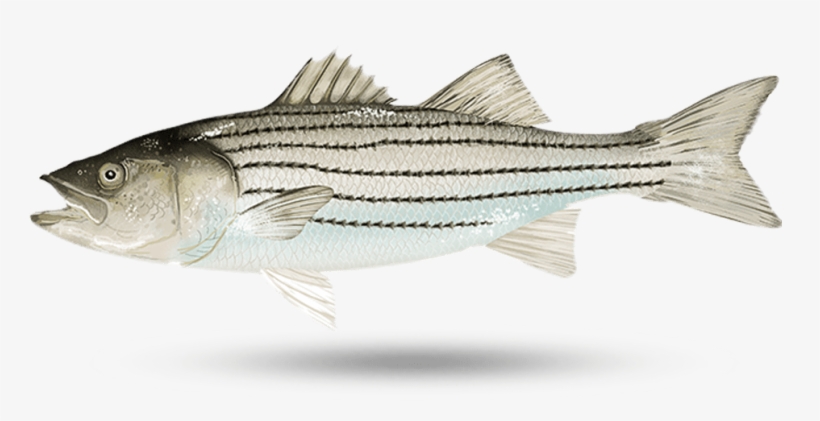 Striped bass fish illustration with dark horizontal stripes, silver body, and open mouth on white background.