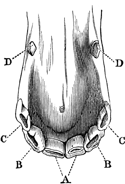 Labeled anatomical diagram of a horse’s hoof showing sole (A), frog (B), wall (C), and bulbs (D).
