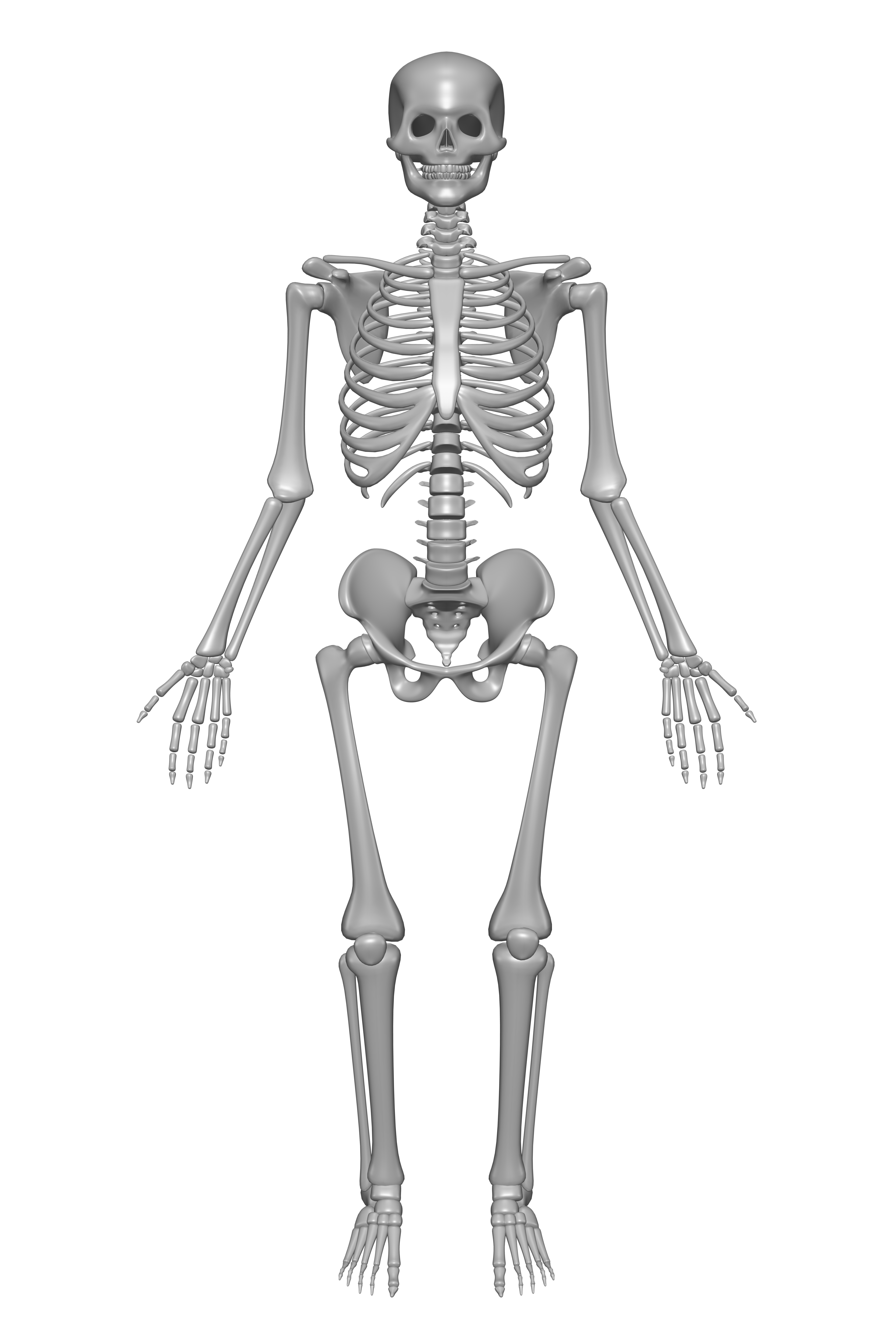 Bones system. Анатомия человека skelet. Скелет, Skeleton анатомия. Sklet chelovek.
