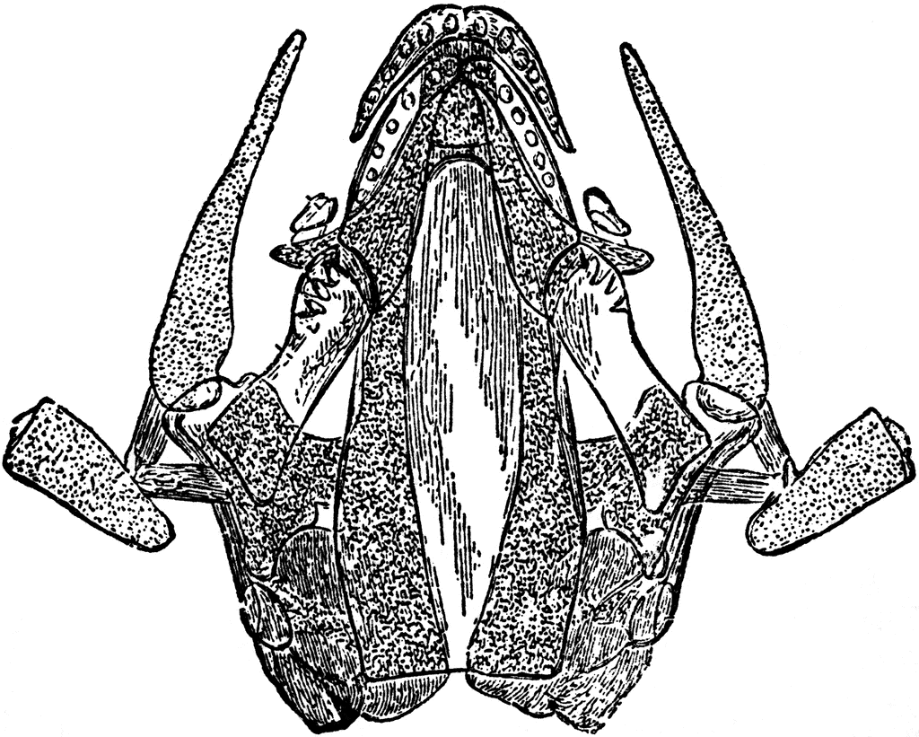 Anatomical illustration of a frog’s oral cavity and jaw structure, showing teeth, tongue, and hyoid apparatus in ventral view.