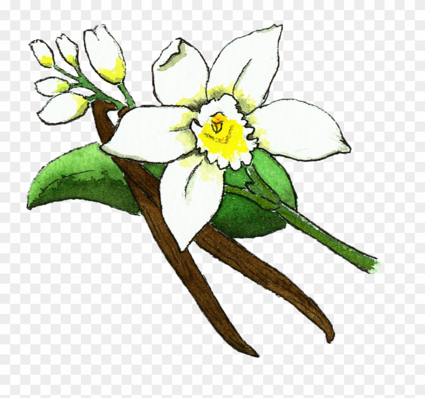 Illustration of vanilla flower with white petals, yellow center, green leaves, and two brown vanilla pods.