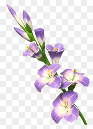 Purple gladiolus flowers with white centers blooming on a green stem, shown against transparent background.