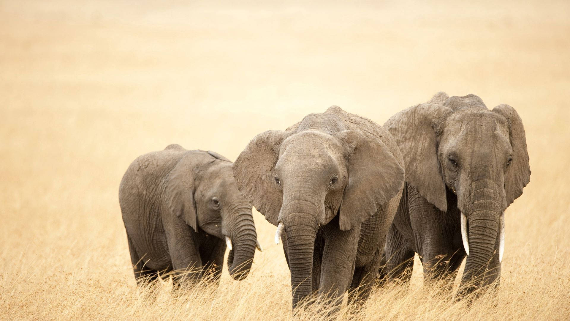 Three African elephants-two adults and a calf-walk together through golden savanna grass.