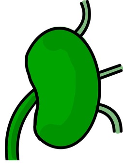 Green cartoon illustration of a human kidney with attached ureter and blood vessels.