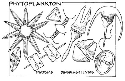 Illustration of phytoplankton types including diatoms and dinoflagellates with labeled structures.