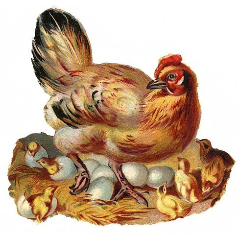 Mother Hen with Chicks and Eggs - Vintage Illustration
