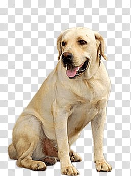 yellow labradors - Clip Art Library