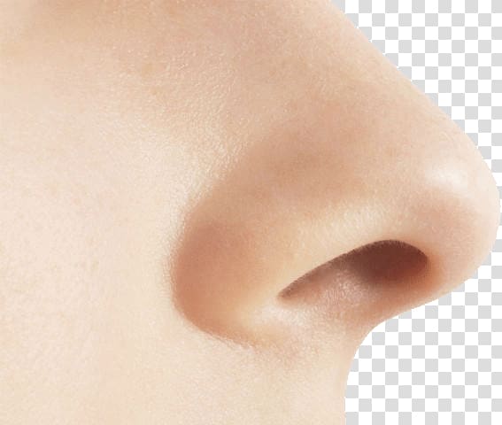 Close-up of a human nose with smooth skin texture and natural lighting, isolated on transparent background.