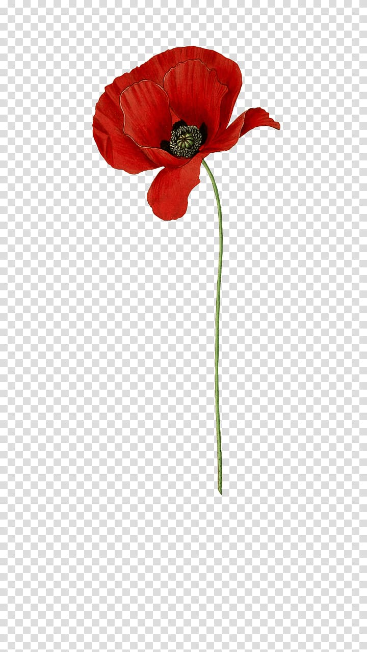 poppy backgrounds - Clip Art Library
