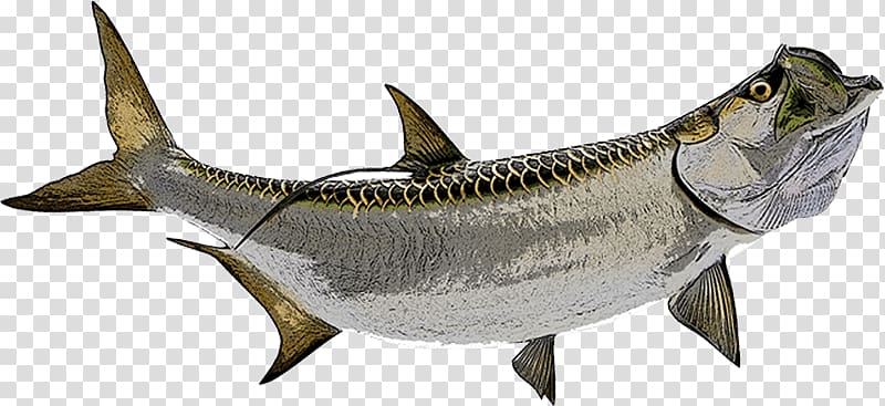 Tarpon Fish Illustration - Detailed Artwork for Marine Biology & Fishing Resources