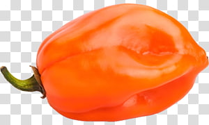 Vibrant orange habanero pepper with glossy skin and green stem, isolated on transparent background.