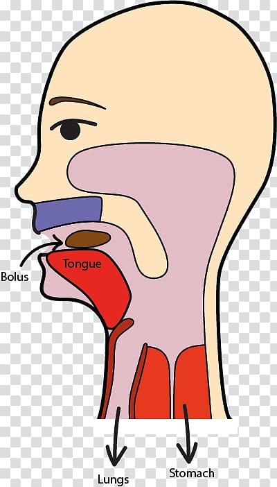 Human Digestive Anatomy: Bolus Formation and Swallowing Pathway