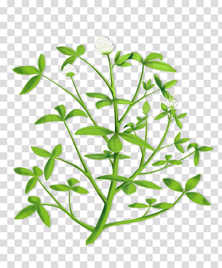White clover plant with green trifoliate leaves and small white flower heads on transparent background.