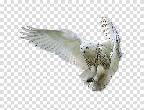 Snowy owl in mid-flight with wings spread, white plumage speckled with dark markings, yellow eyes focused forward.