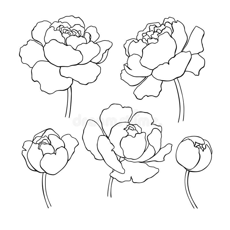 Black-and-white line art illustrations of five peony flowers in various stages of bloom, including buds and full blossoms.