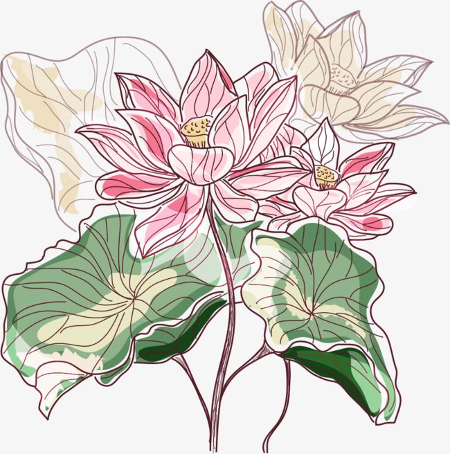 Delicate hand-drawn pink lotus flowers with green leaves and subtle shading, in artistic line-art style.