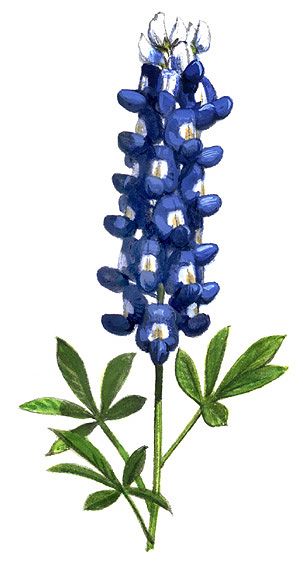 A detailed watercolor illustration of a Texas bluebonnet (Lupinus texensis) with vibrant blue petals, white centers, and green compound leaves.