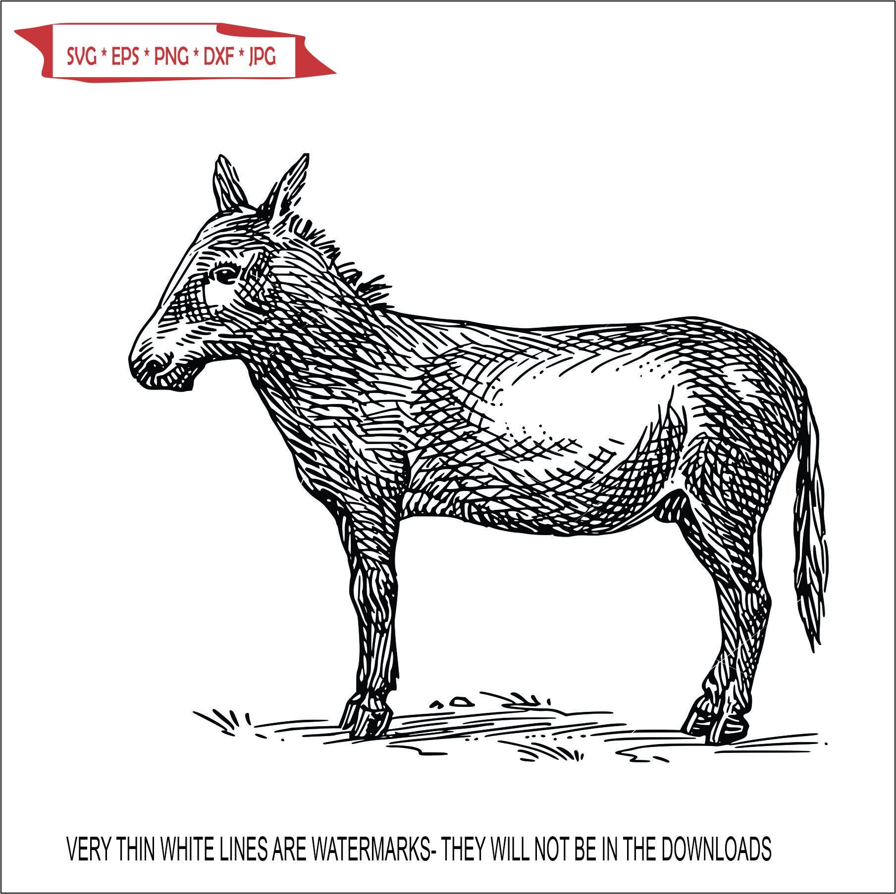 Black-and-white line-art illustration of a standing donkey with crosshatched shading and fine detail.