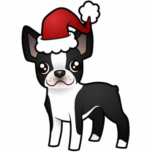 Cute Boston Terrier wearing a red Santa hat with white trim and pom-pom, standing front-facing on white background.
