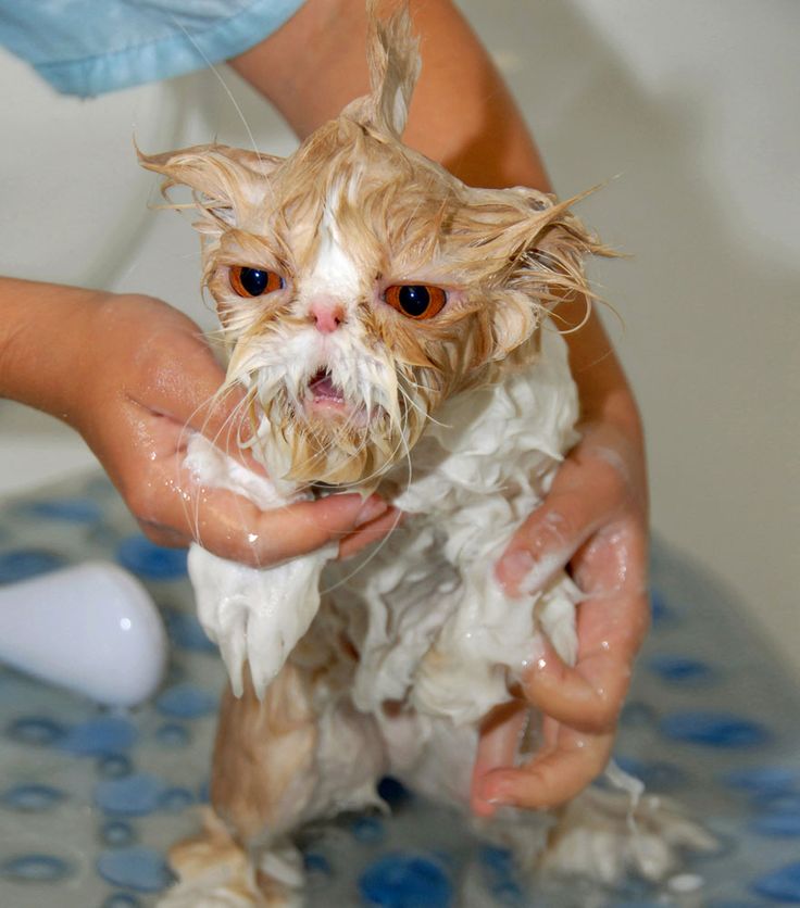 Wet fluffy cat with orange eyes being bathed in sink, looking grumpy and soapy.