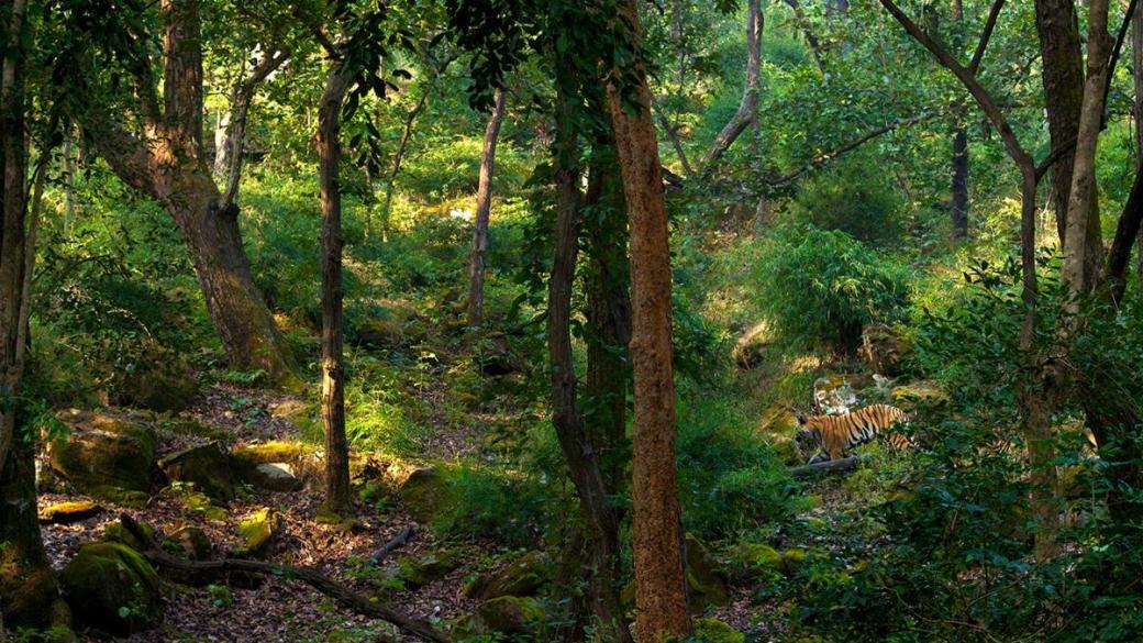 A Bengal tiger rests among lush green foliage and moss-covered rocks in a dense forest dappled with sunlight.