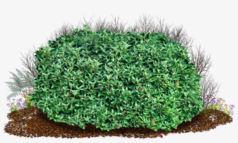 Lush green hedge with bare shrubs behind, mulch base, and colorful flowers at edges.