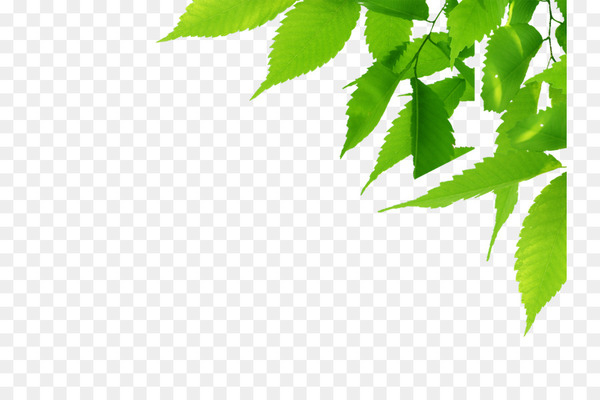 Fresh green leaves in the top-right corner on transparent background, ideal for eco-themed designs.