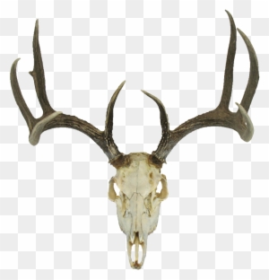 Deer Skull Svg Skull Antlers Svg Deer Skull With Antlers Deer Head Svg 