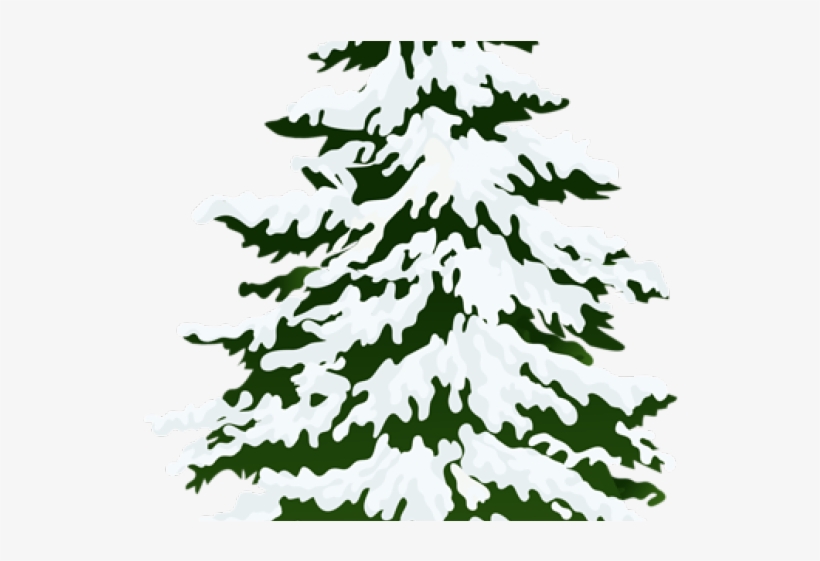 Snow-Covered Evergreen Tree Illustration | Winter Nature Clipart