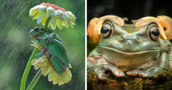 Two captivating frog scenes: one sheltering under a flower in rain, another with snails perched on its head.