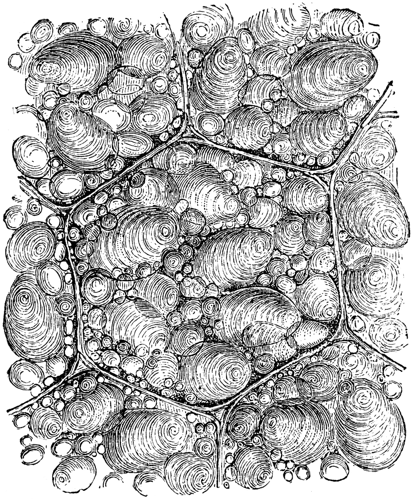 Abstract Organic Line Art - Swirling Cellular Structures Illustration