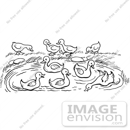 Black-and-white line drawing of ducklings on grass and in a pond, with adult ducks nearby.