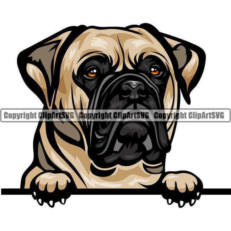 Fawn and black Mastiff dog peeking over a ledge with expressive eyes and wrinkled face.